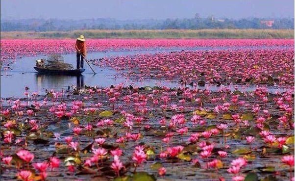 جاهای دیدنی بندرانزلی و اطراف حومه شرکت آکام آتا تالاب مرداب